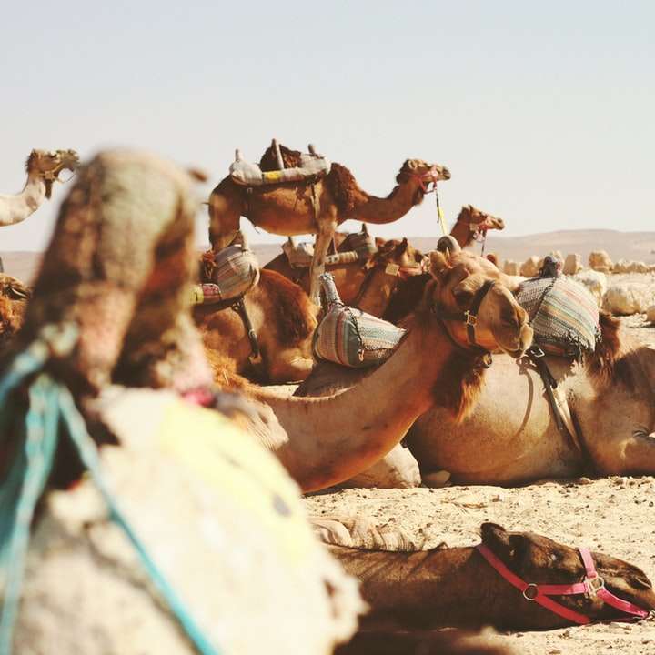 cinque cammelli sul campo puzzle online
