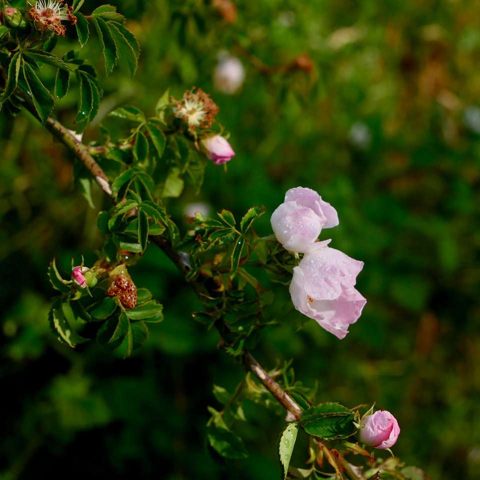 vit blomma i linsskiftlins glidande pussel online