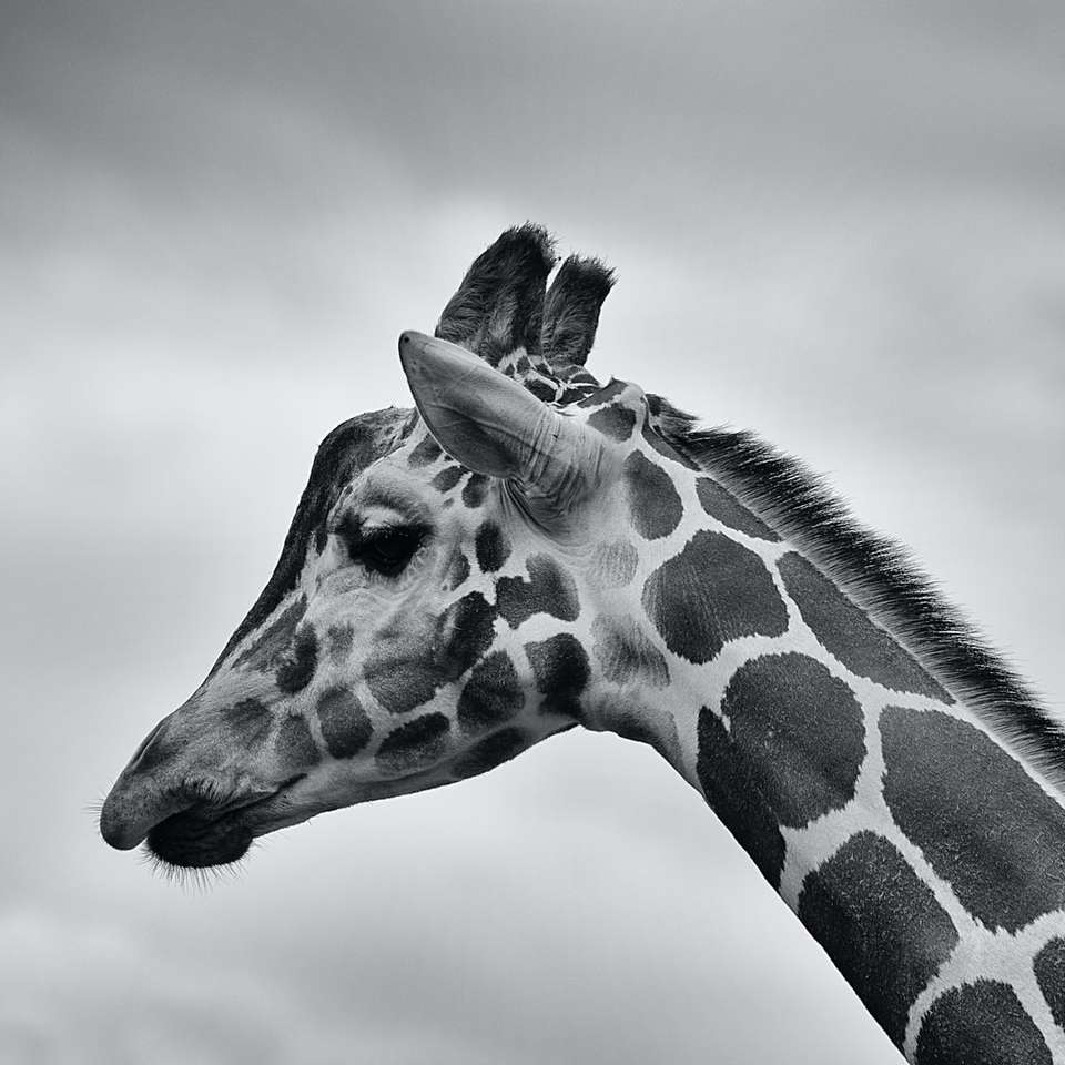 Girafa pensativa puzzle deslizante online