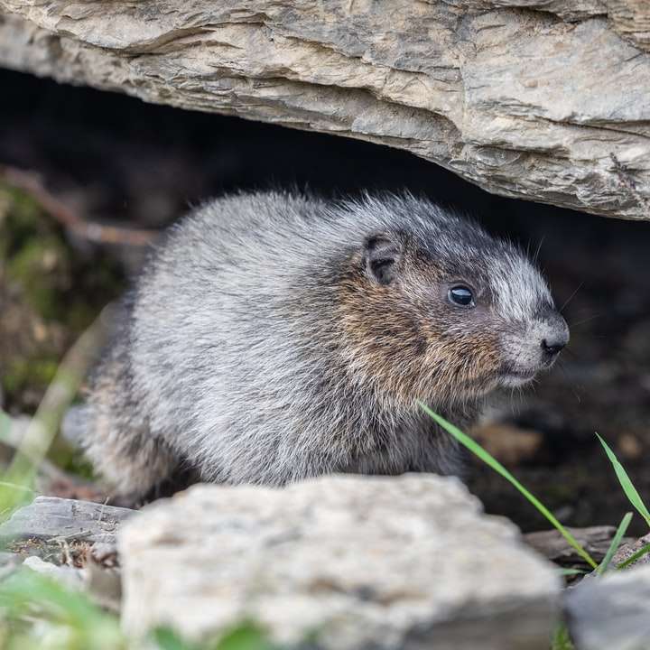 gray rodent on brown rock during daytime online puzzle