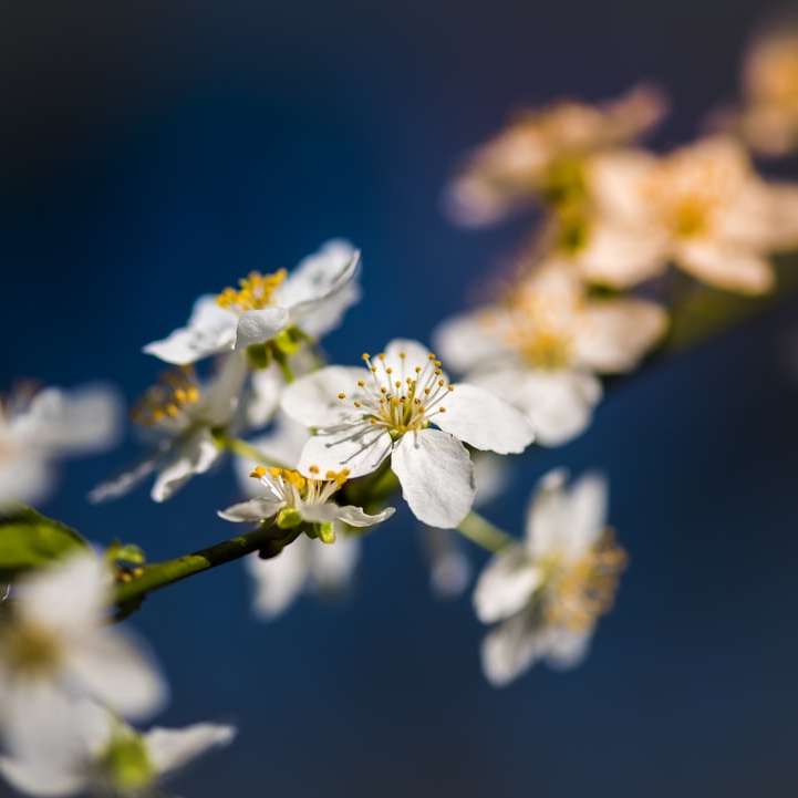 vit-blossom-Parcul-Cismigiu Pussel online
