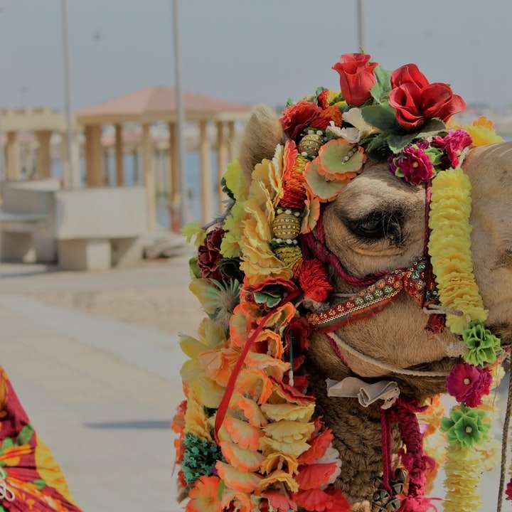 Camel At Dwarka glidande pussel online