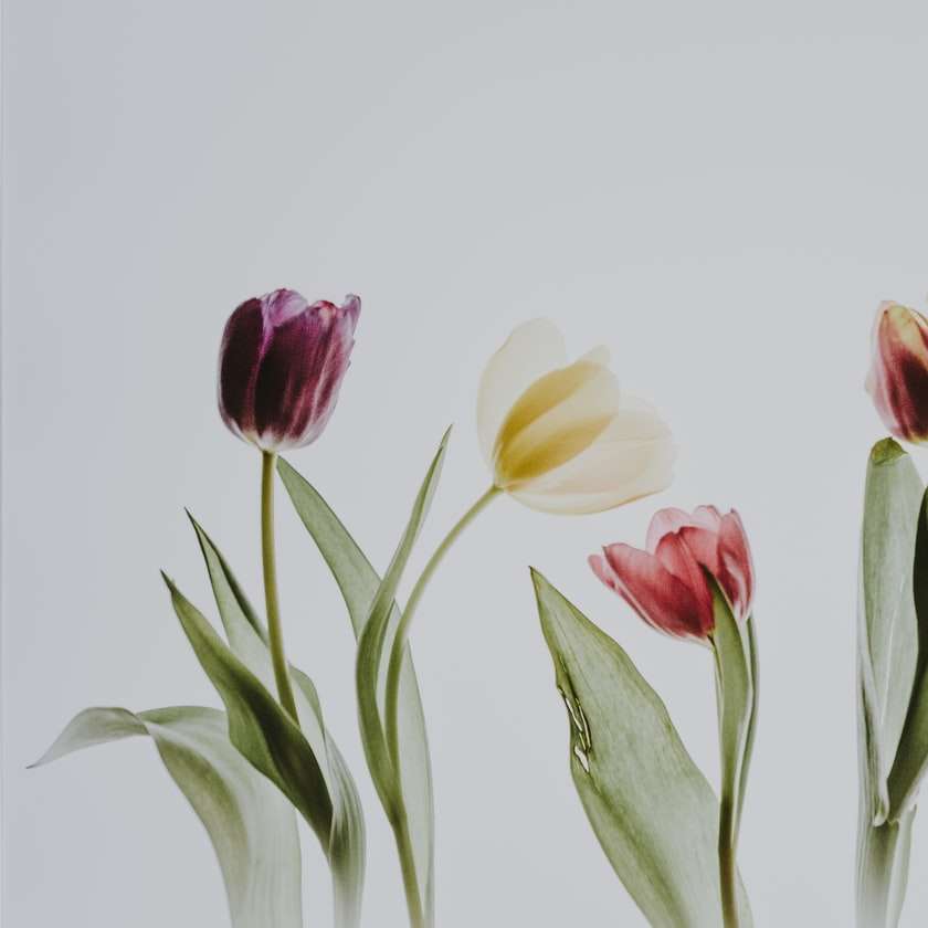 Tulipanes en caja de luz puzzle deslizante online
