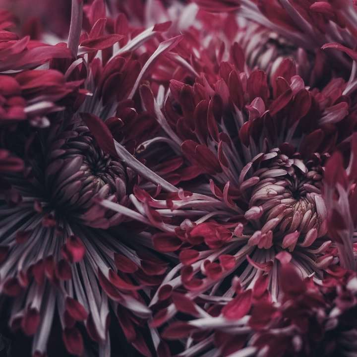 Tiefrote Chrysantheme aus nächster Nähe Online-Puzzle