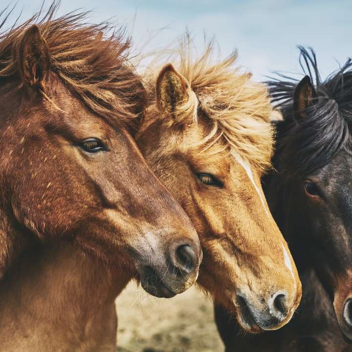 selective focus photography of horses online puzzle