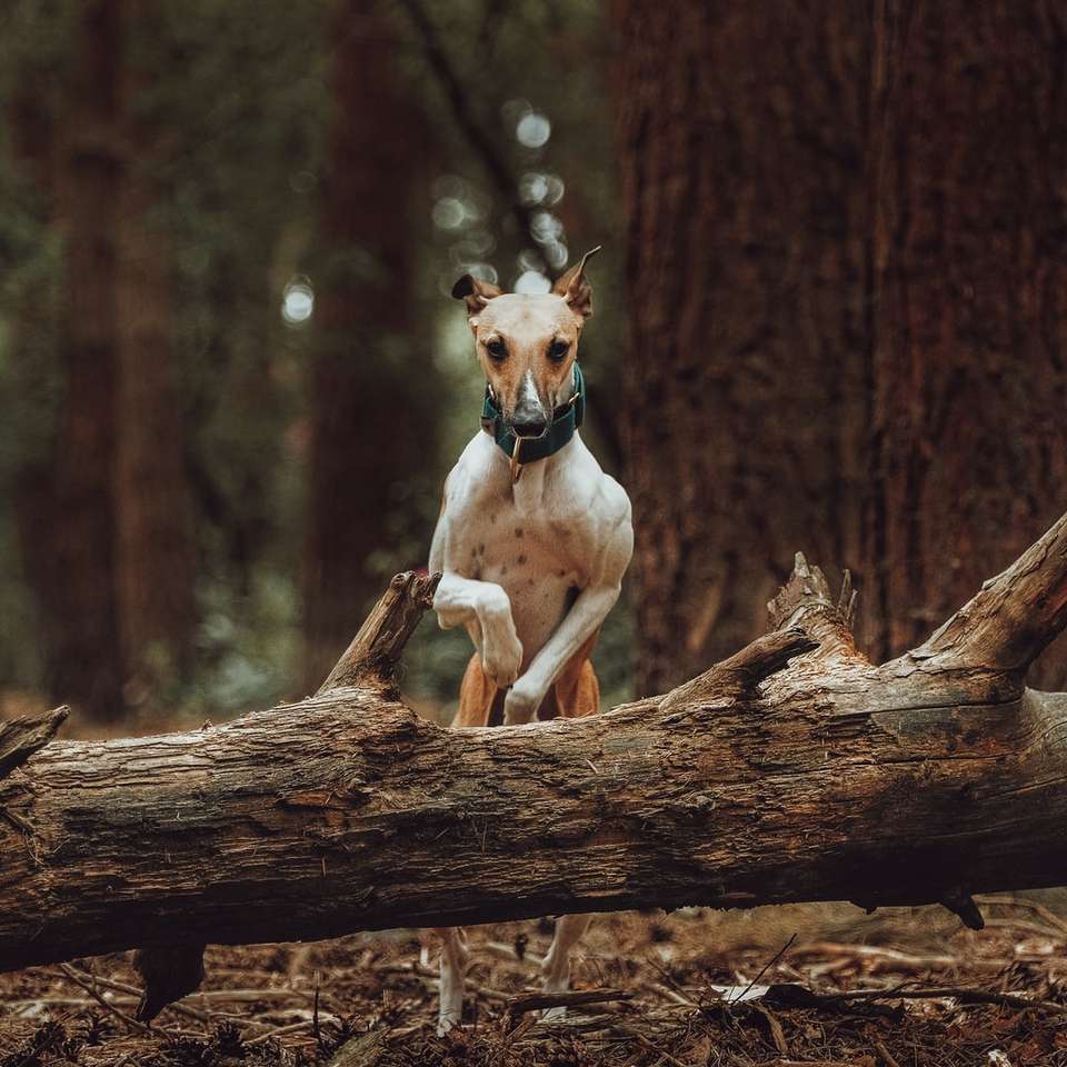 Agility Whippet puzzle online