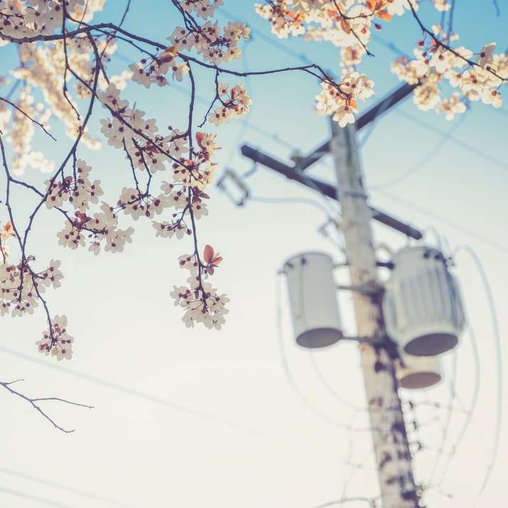 flor de cerezo blanco al lado de poste eléctrico durante el día puzzle deslizante online