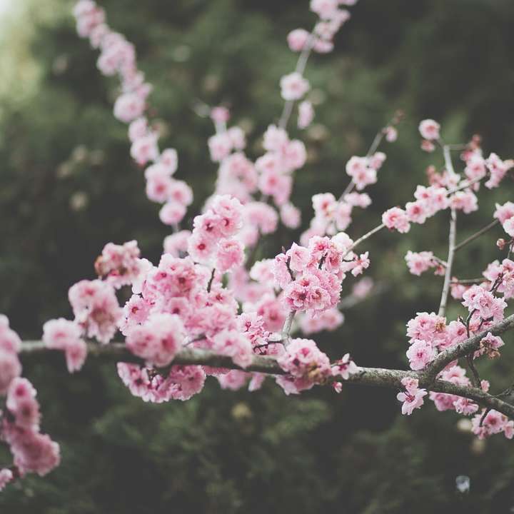 rózsaszín virág fák online puzzle
