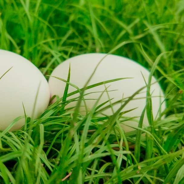 Ouă în har puzzle online