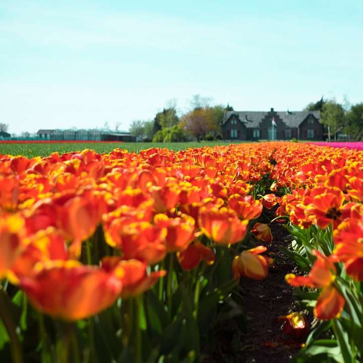 Tulip Garden online παζλ
