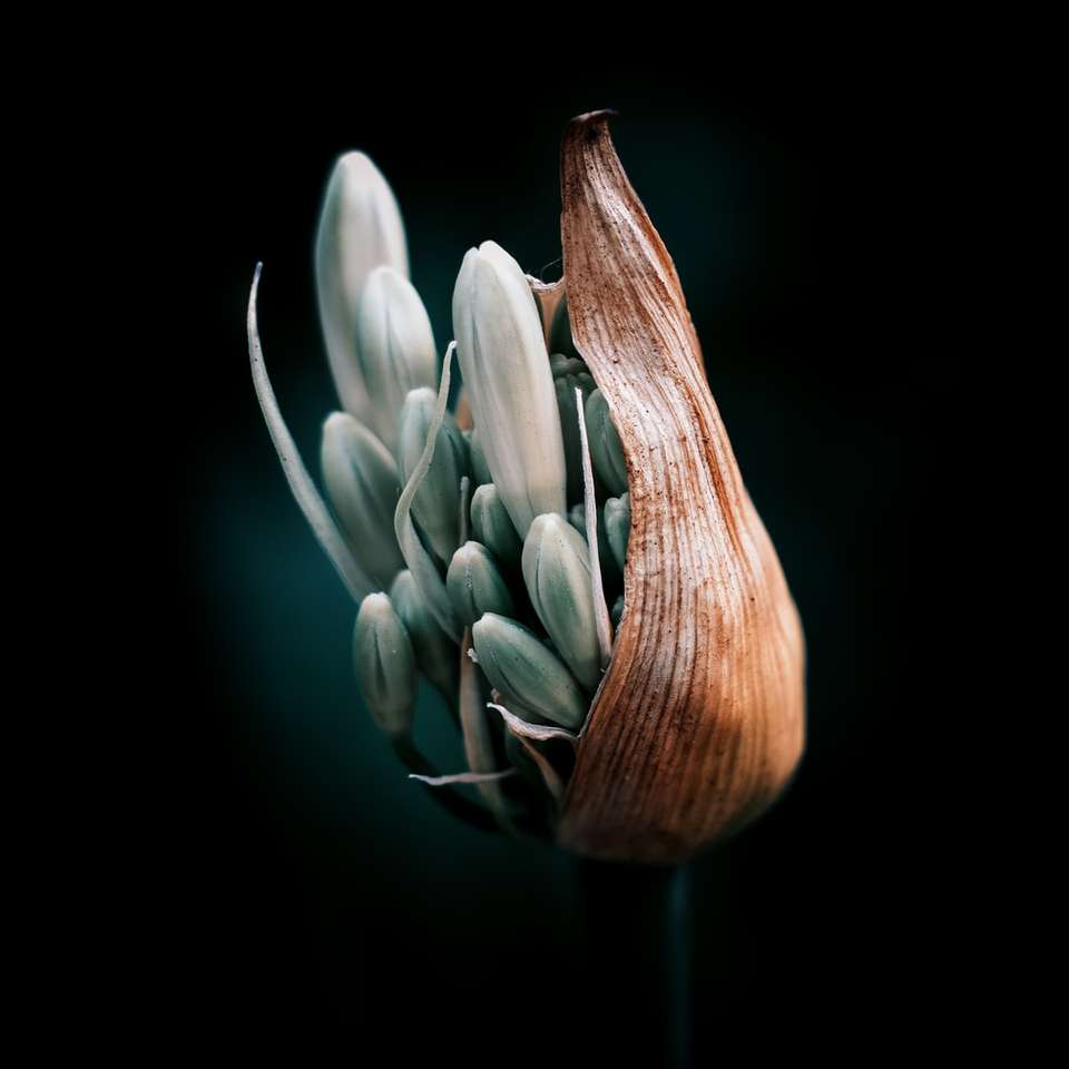 Λουλούδι closeup συρόμενο παζλ online