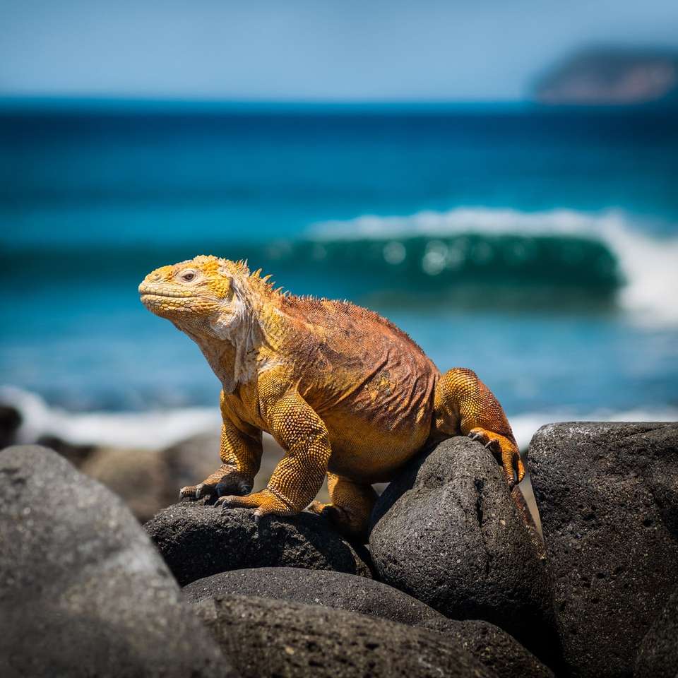 yellow iguana on rocks during daytime online puzzle