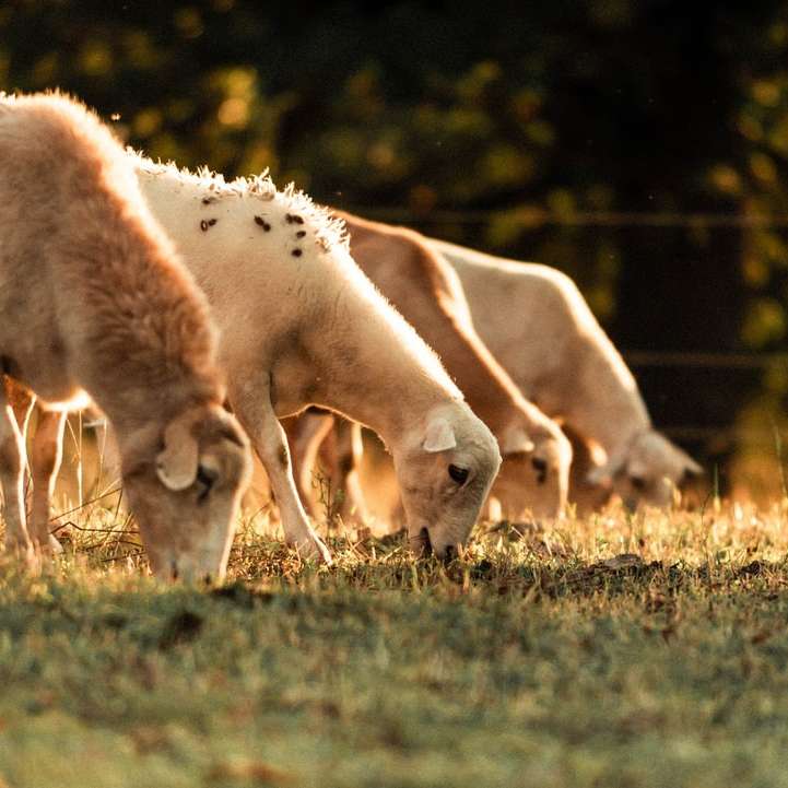 τέσσερα πρόβατα που τρώνε χόρτα συρόμενο παζλ online