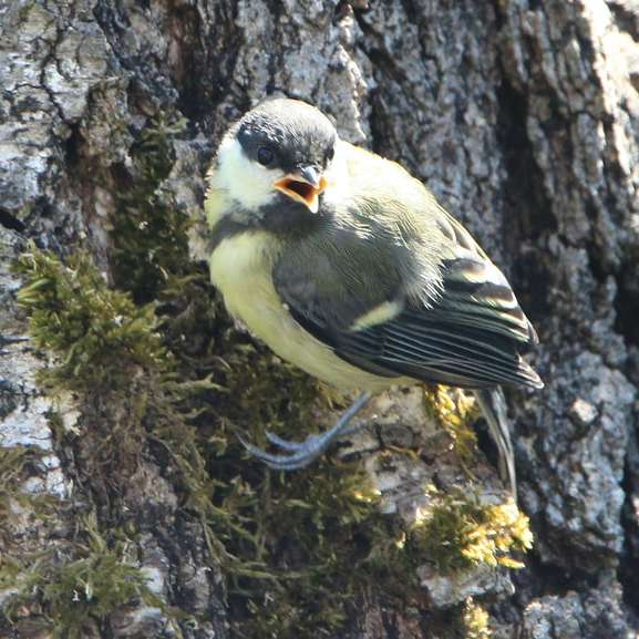 pasăre galbenă și neagră cocoțată pe scoarța copacului alunecare puzzle online