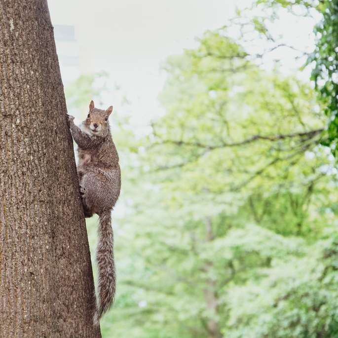 braunes Eichhörnchen auf Holz Schiebepuzzle online