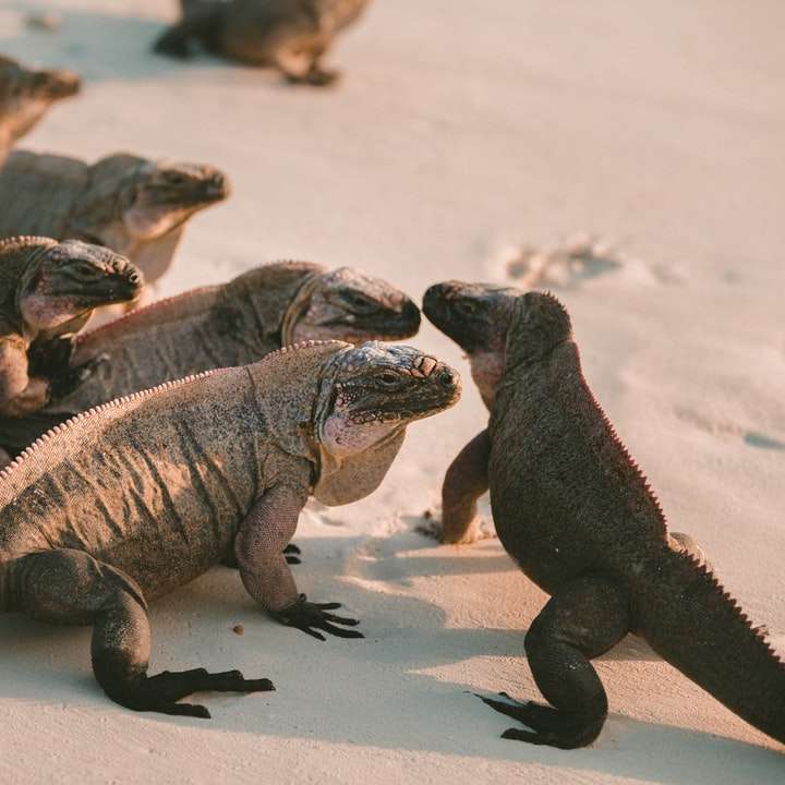 Iguana Island glidande pussel online