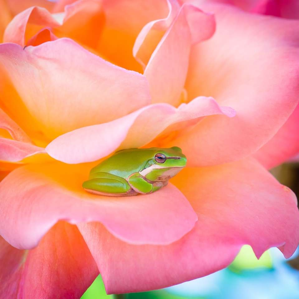 Жаба на троянду розсувний пазл онлайн