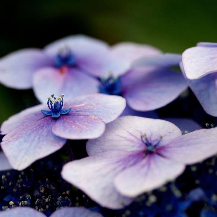 Violett hortensia på nära håll glidande pussel online