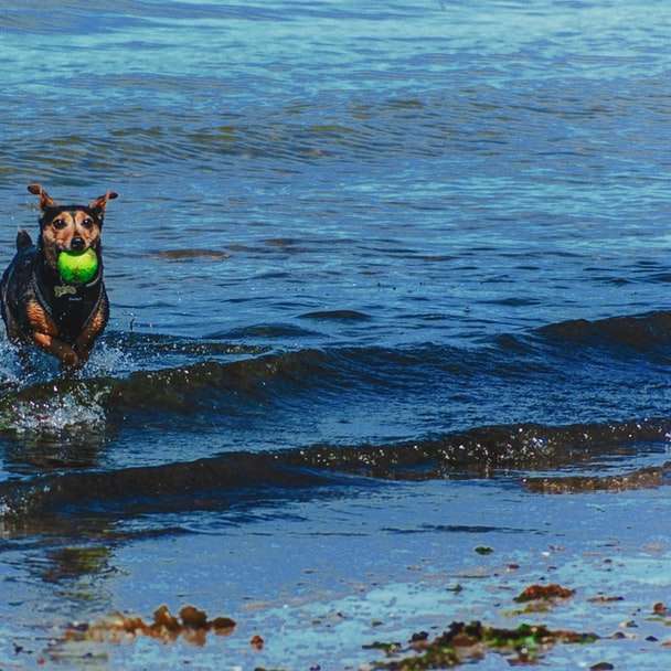 krótki opalony pies na brzegu morza puzzle online