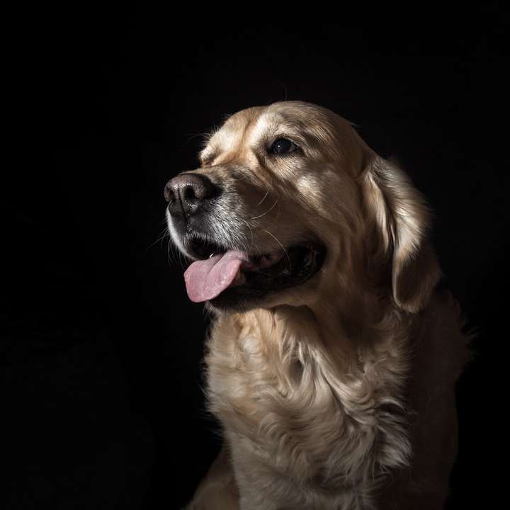 långbelagd brunbrun hund med svart bakgrund glidande pussel online