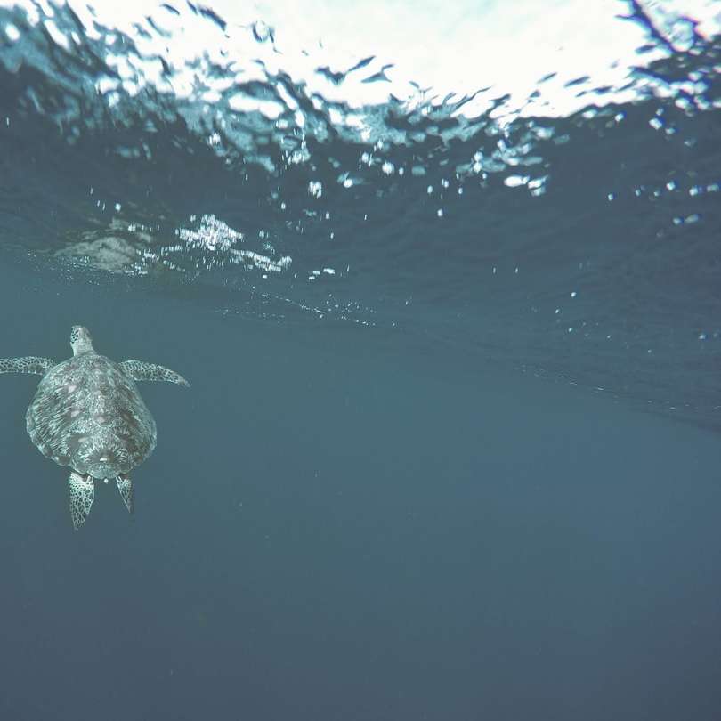 mořská želva pod vodou posuvné puzzle online