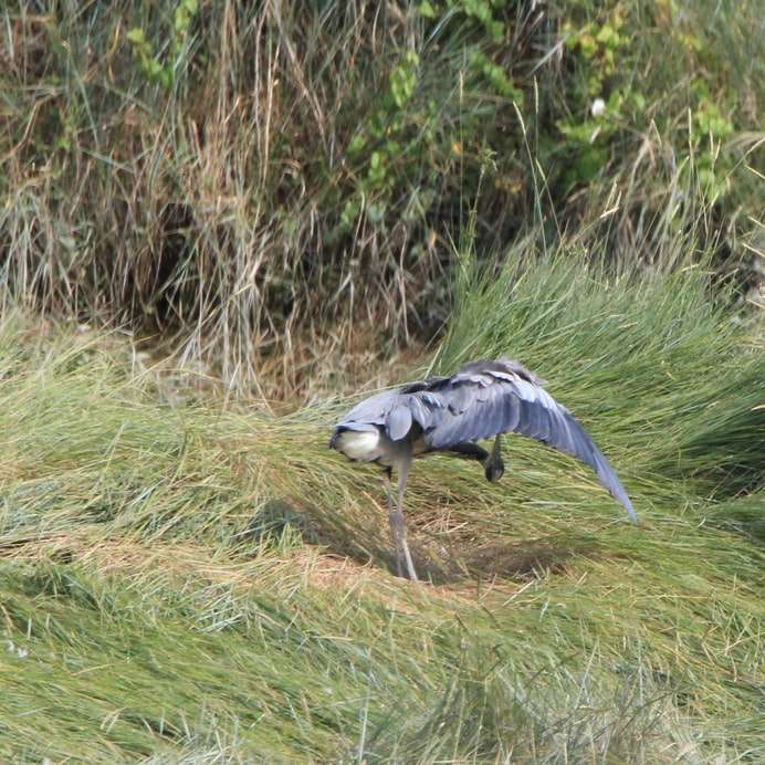 птица до трева през деня онлайн пъзел