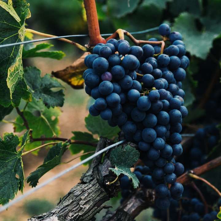 Druvor i en vingård glidande pussel online
