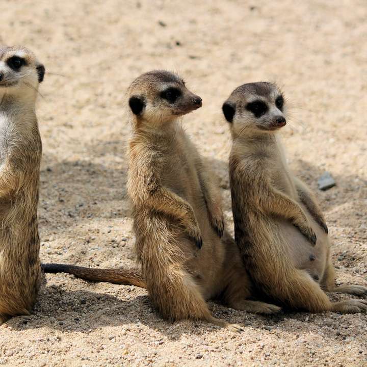 Смешни meerkats онлайн пъзел