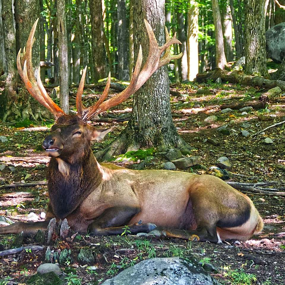brown deer lying on ground online puzzle