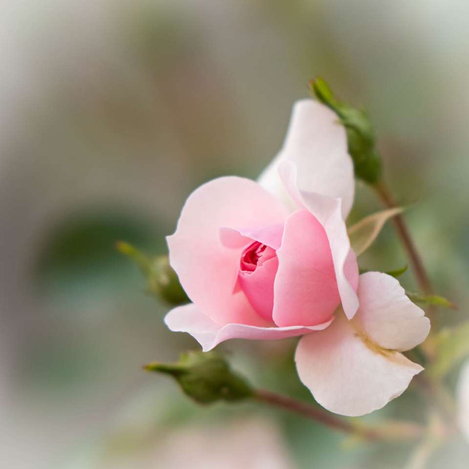 Rose, trésor éphémère ... puzzle deslizante online