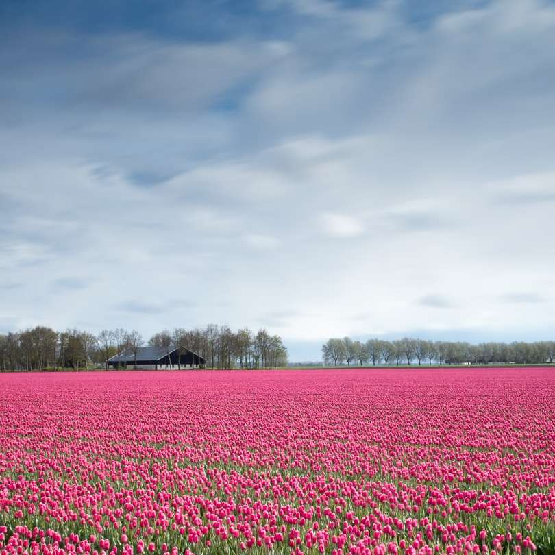 Różowe pole tulipanów puzzle przesuwne online