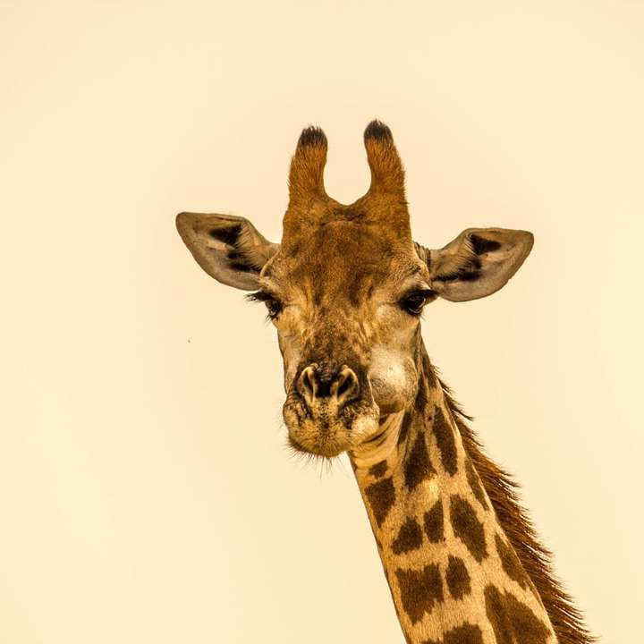 photographie de mise au point sélective de girafe puzzle coulissant en ligne