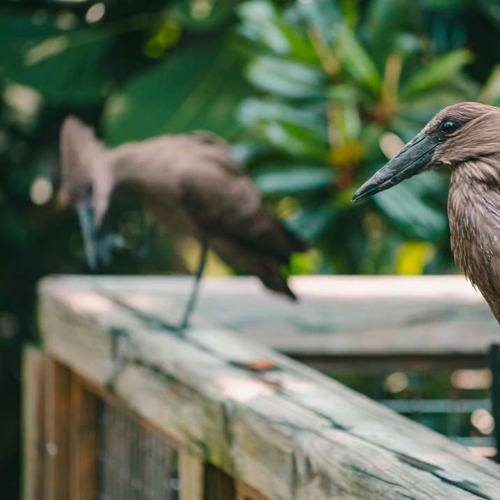 zwei braune Vögel auf braunem Holzbalkon Online-Puzzle