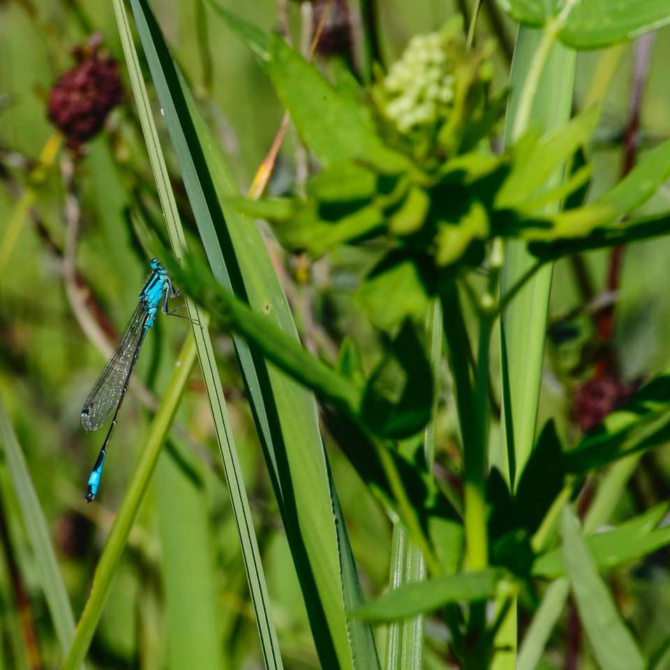 niebieski damselfly siedzący na zielonej rośliny w ciągu dnia puzzle przesuwne online