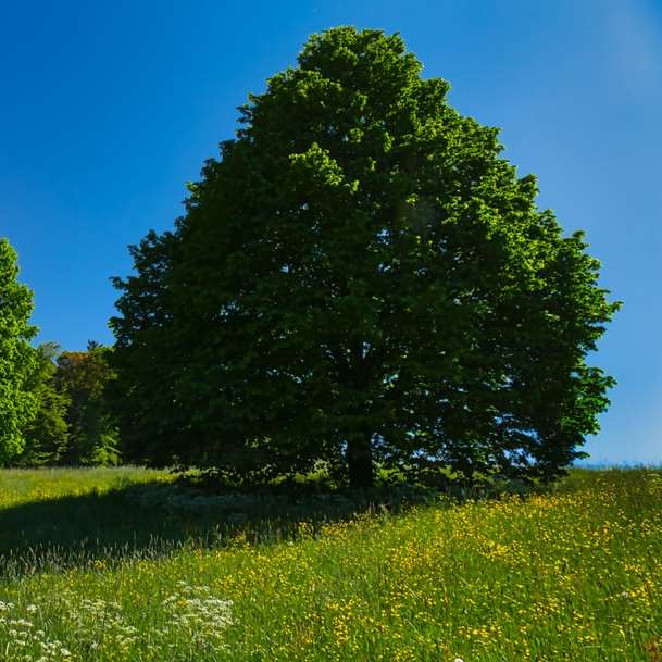 Καταπράσινο λιβάδι με δέντρο που φωτίζεται από τον ήλιο online παζλ