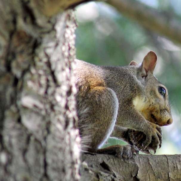 bruin knaagdier op boomtak schuifpuzzel online