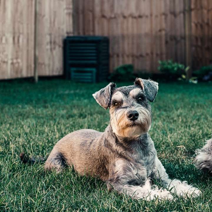 zwei langhaarige graue Hunde sitzen im Gras Schiebepuzzle online