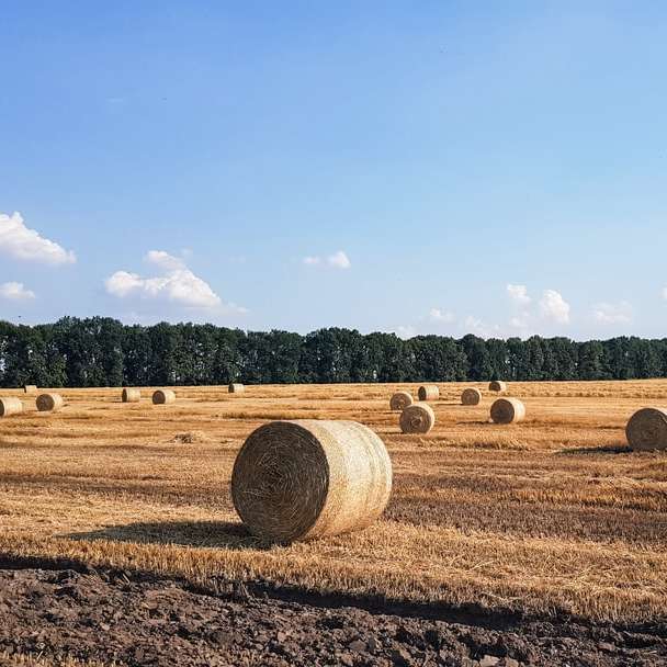 hays on field posuvné puzzle online
