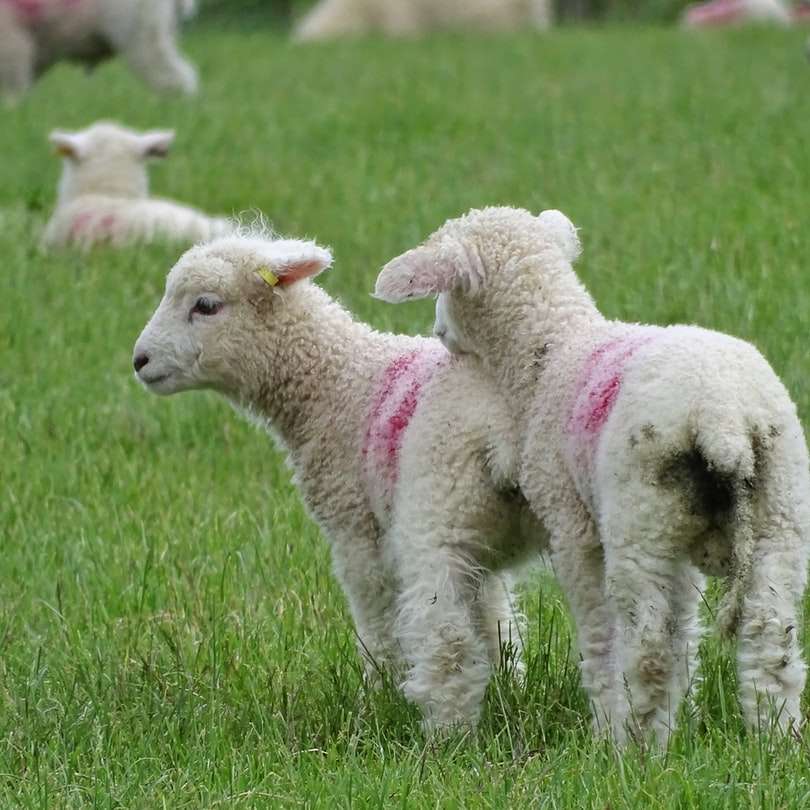 芝生のフィールドに2匹の子羊 スライディングパズル・オンライン