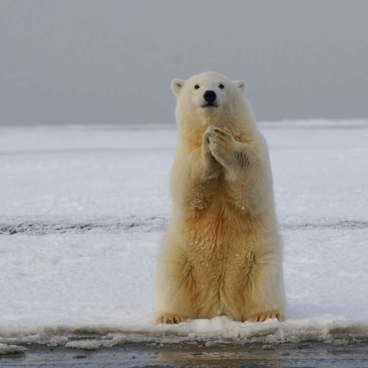 полярний ведмідь онлайн пазл