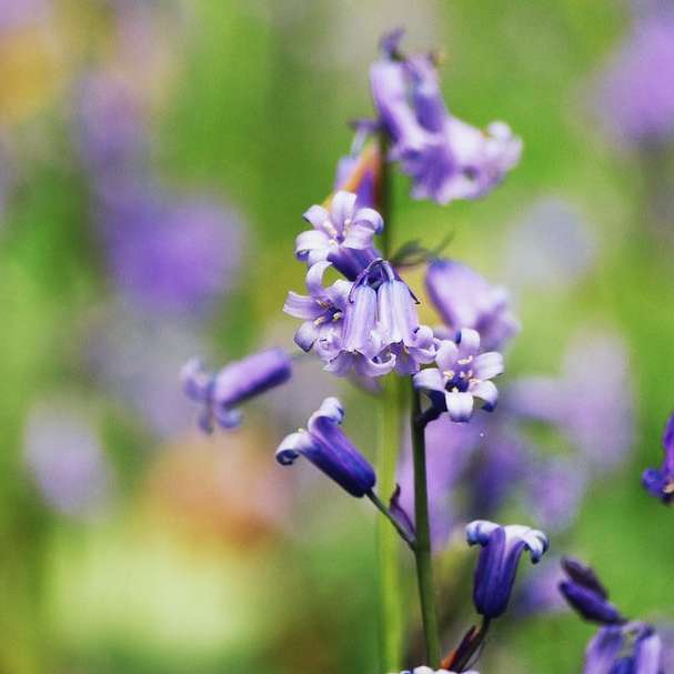 Fotografía macro de flores de pétalos de color púrpura rompecabezas en línea
