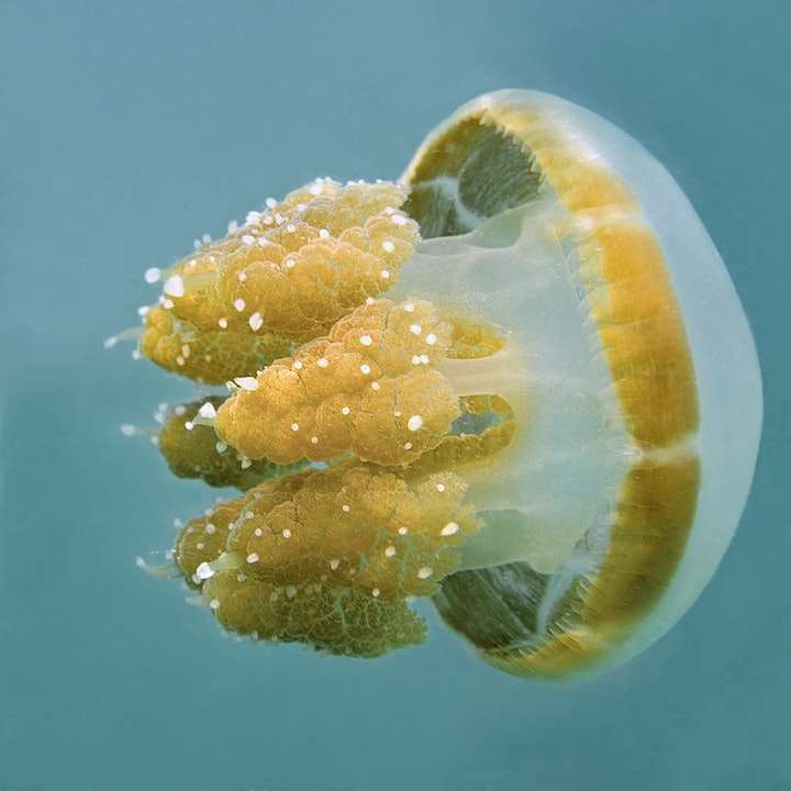 golden jellyfish in the sea sliding puzzle online
