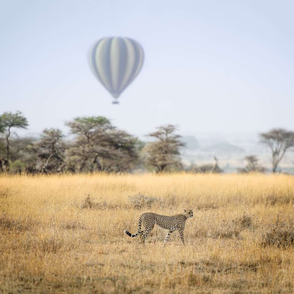 Gepard a horkovzdušný balón @ Serengeti posuvné puzzle online