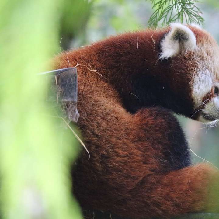 czerwona panda w ciągu dnia puzzle przesuwne online