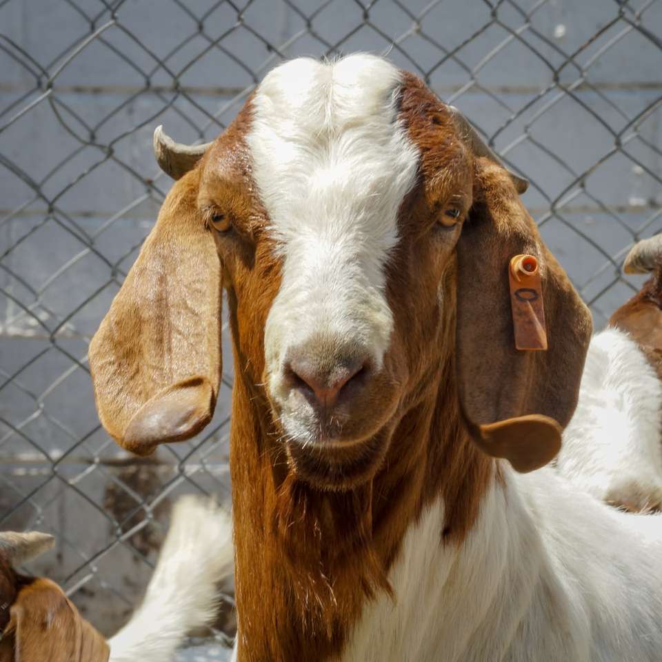 Boer Goat συρόμενο παζλ online