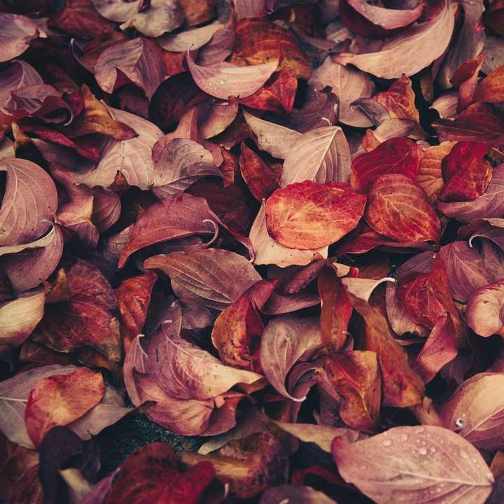 torkade löv glidande pussel online
