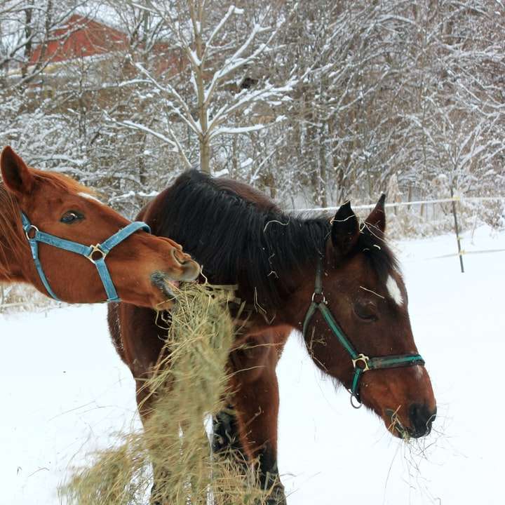 caballo recubierto de marrón caminando sobre una superficie helada puzzle deslizante online