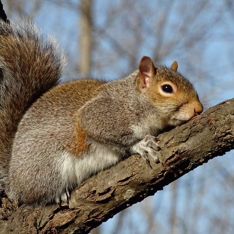 wiewiórka łapie trochę słońca na gałęzi puzzle online
