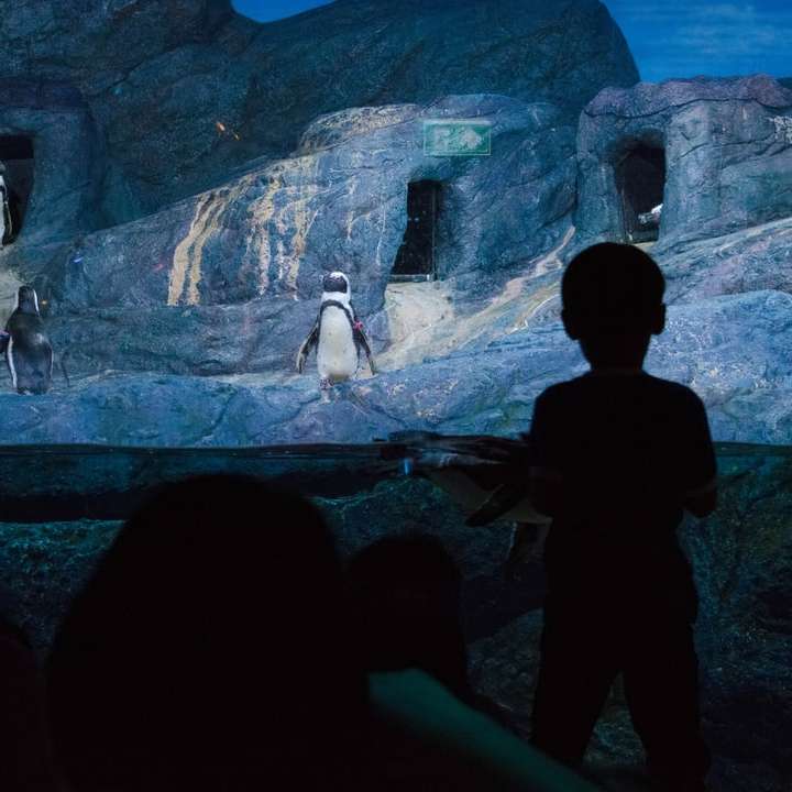 photo silhouette d'enfant regardant des pingouins puzzle coulissant en ligne