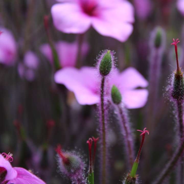 fotografie closeup cu flori petalate roz puzzle online